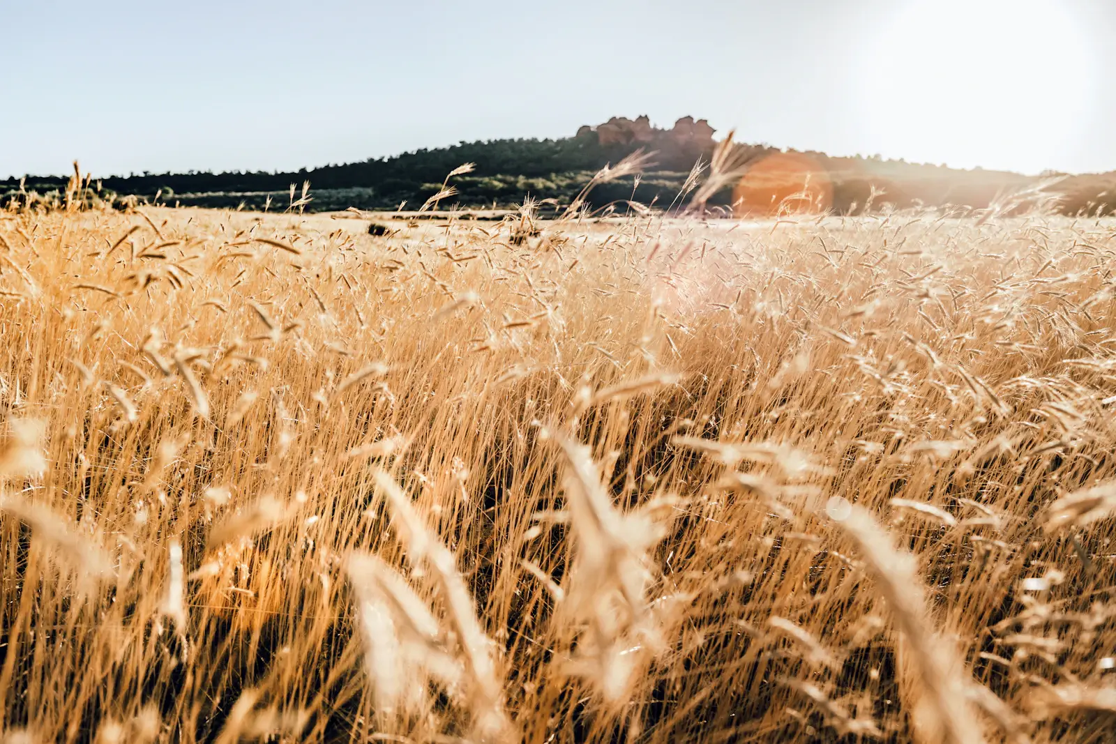 Golden wheat field at sunset under an open sky.
